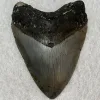 Megalodon Tooth South Carolina 4.89 inch Prehistoric Online