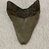 Megalodon Tooth South Carolina 4.01 inch Prehistoric Online
