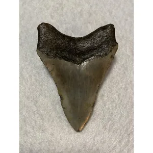 Megalodon Tooth South Carolina 4.08 inch Prehistoric Online
