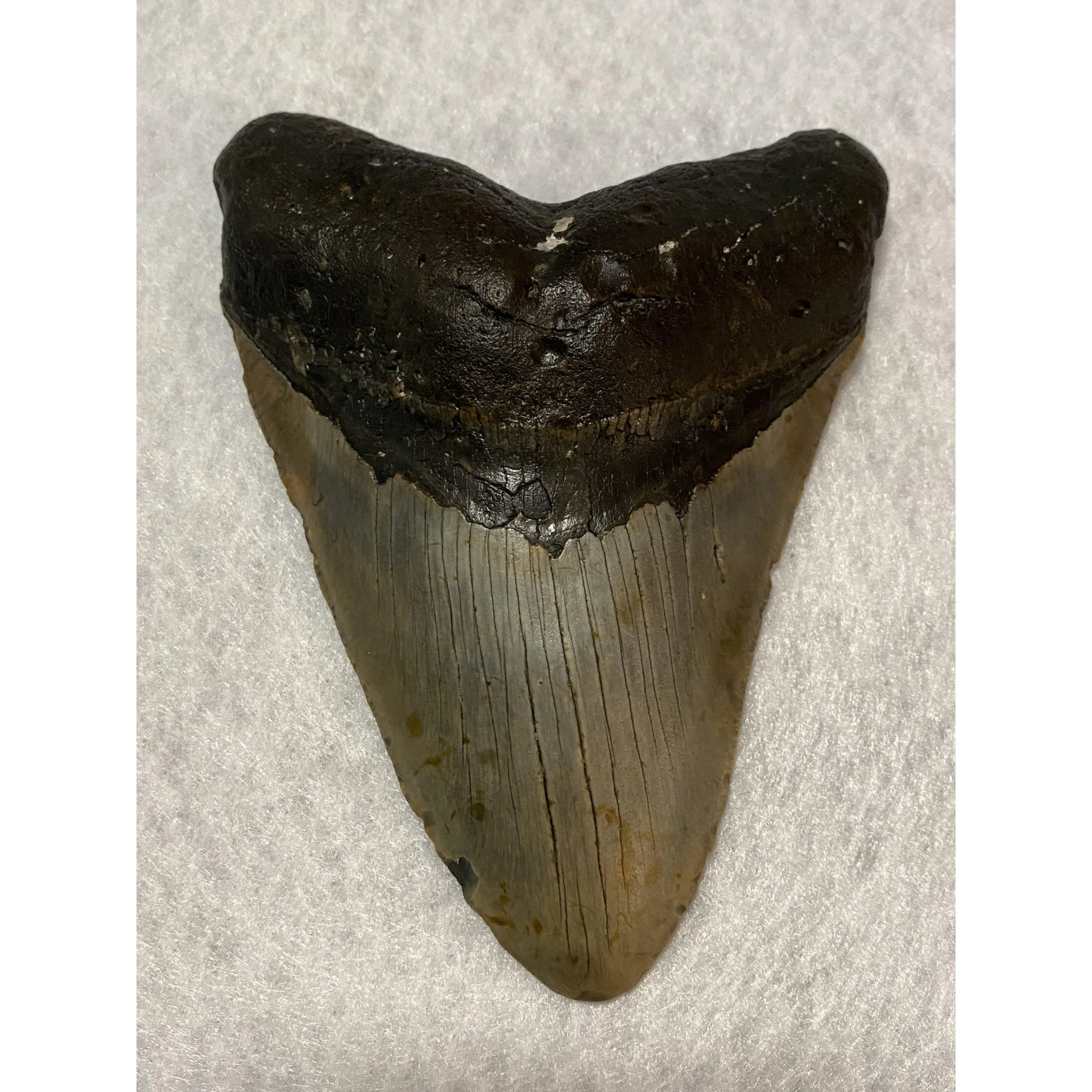Megalodon Tooth  South Carolina 5.53 inch Prehistoric Online