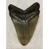 Megalodon Tooth  South Carolina 5.53 inch Prehistoric Online