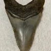 Megalodon Tooth  South Carolina 5.39 inch~ Prehistoric Online