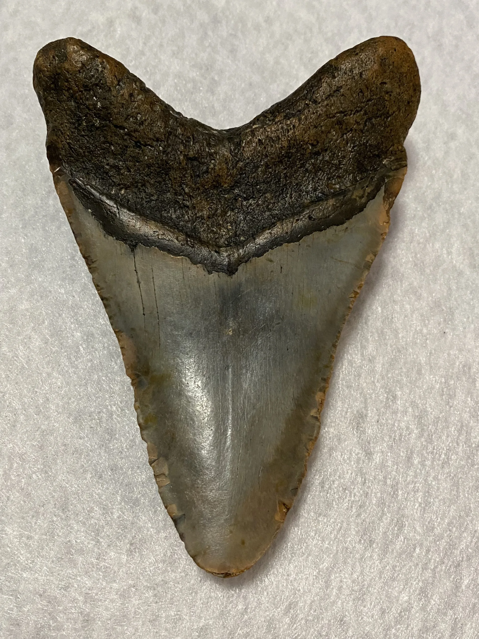 Megalodon Tooth  South Carolina 5.39 inch~ Prehistoric Online