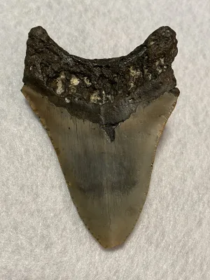 Megalodon Tooth  South Carolina 5.08 inch~ Prehistoric Online