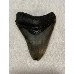 Megalodon Tooth South Carolina 4.03 inch Prehistoric Online