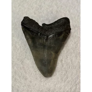 Megalodon Tooth South Carolina 4.03 inch Prehistoric Online