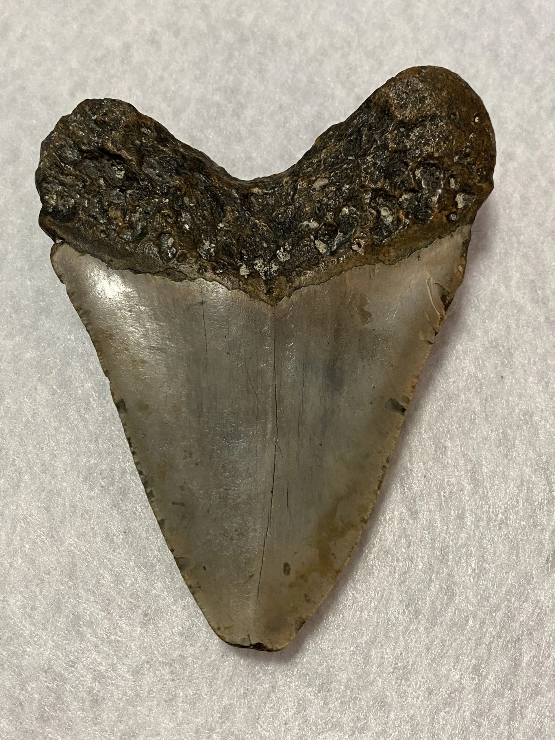 Megalodon Tooth  South Carolina 5.33 inch Prehistoric Online