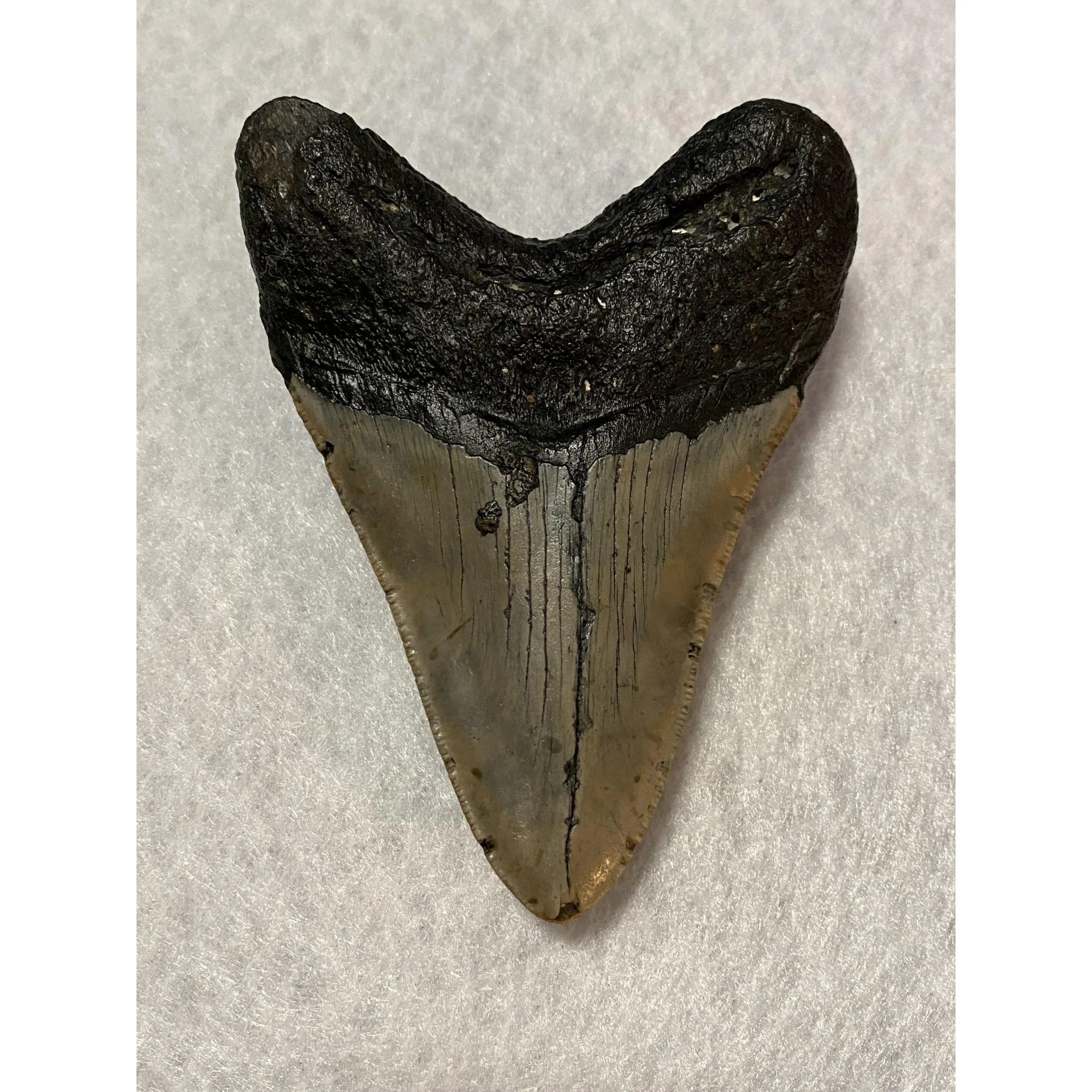 Megalodon Tooth South Carolina 4.56 inch Prehistoric Online