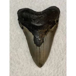 Megalodon Tooth  South Carolina 5.79 inch~ Prehistoric Online