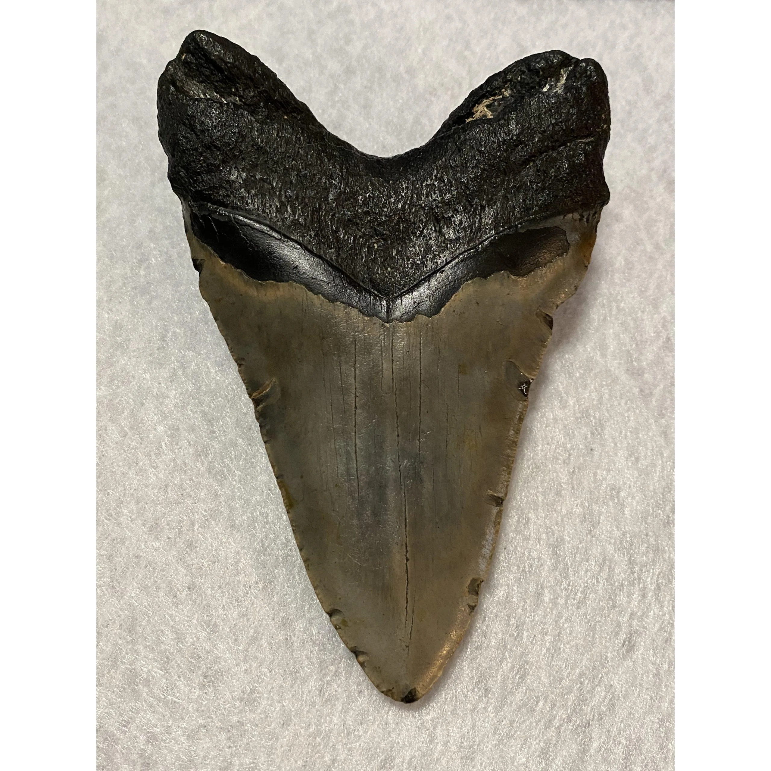 Megalodon Tooth  South Carolina 5.79 inch Prehistoric Online