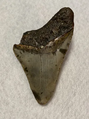 Megalodon Tooth  South Carolina 5.02 inch~ Prehistoric Online