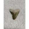 Megalodon Tooth, Bone Valley, Florida,1.58 inch Prehistoric Online