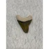 Megalodon Tooth, Bone Valley, Florida,1.58 inch Prehistoric Online