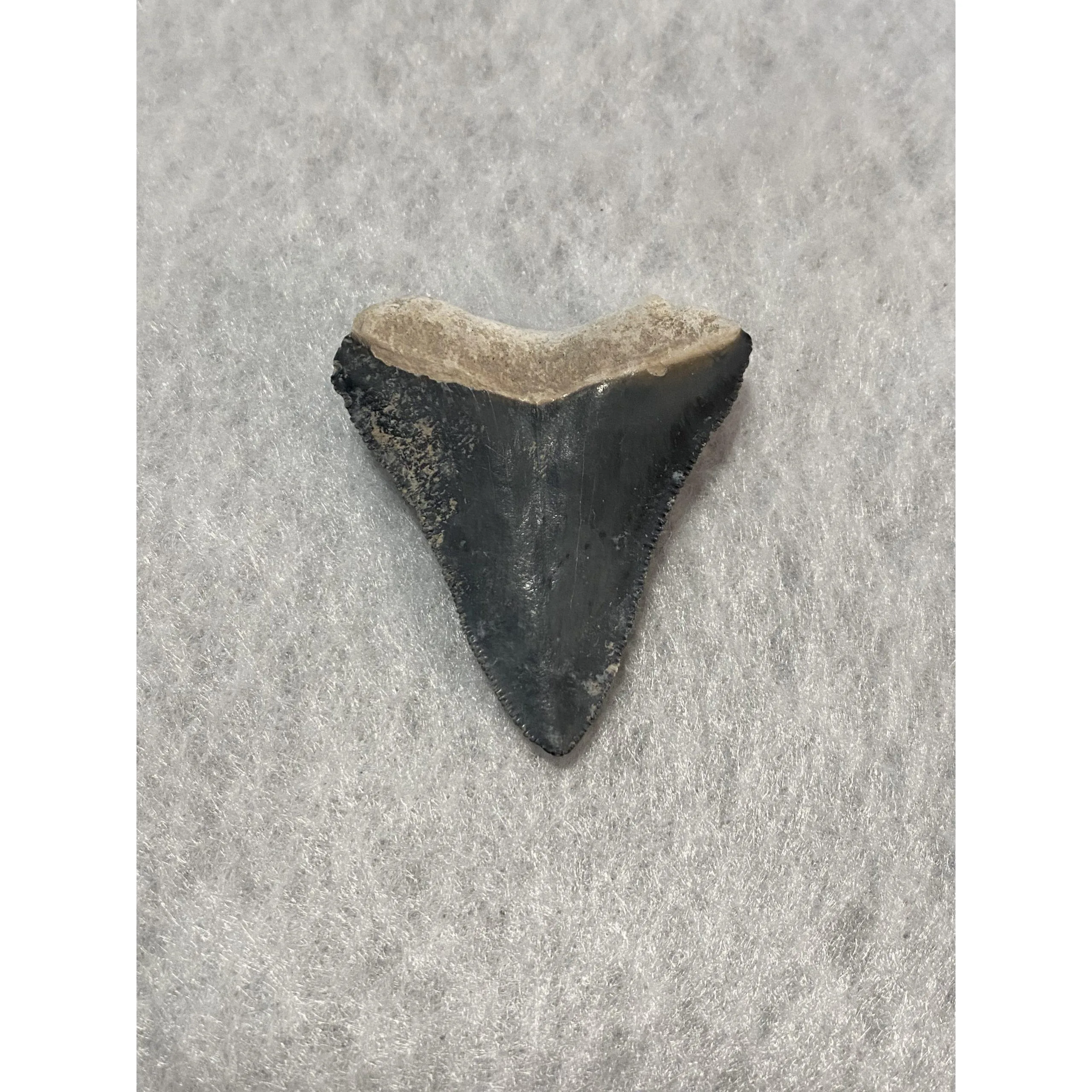 Megalodon Tooth, Bone Valley, Florida, 1.77 inch Prehistoric Online