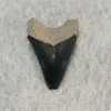 Megalodon Tooth, Bone Valley, Florida, 2.14 inch Prehistoric Online