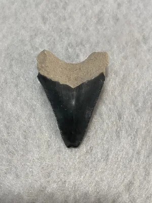 Megalodon Tooth  Bone Valley, Florida 2.14 inch Prehistoric Online