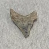 Megalodon Tooth  Bone Valley, Florida 2.34 inch Prehistoric Online