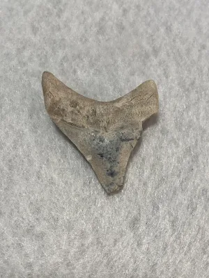 Megalodon Tooth  Bone Valley, Florida 2.34 inch Prehistoric Online