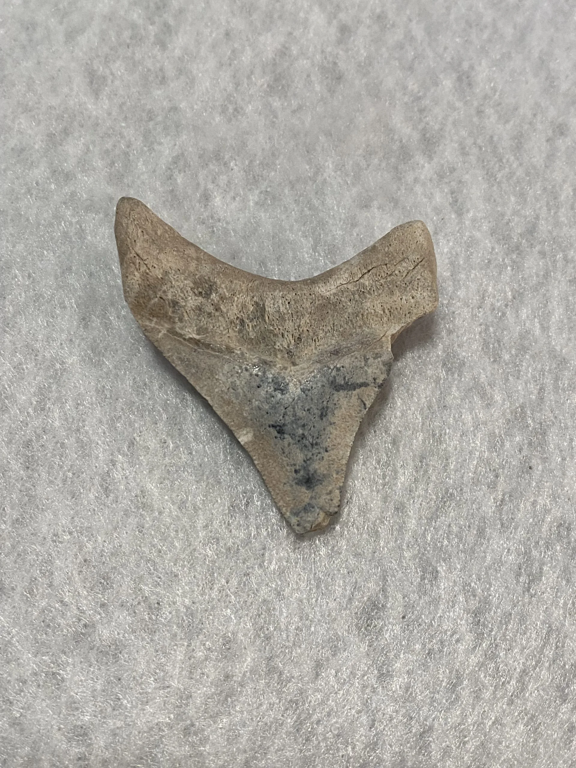 Megalodon Tooth, Bone Valley, Florida, 2.34 inch Prehistoric Online