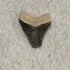 Megalodon Tooth  Bone Valley, Florida 2.10 inch Prehistoric Online