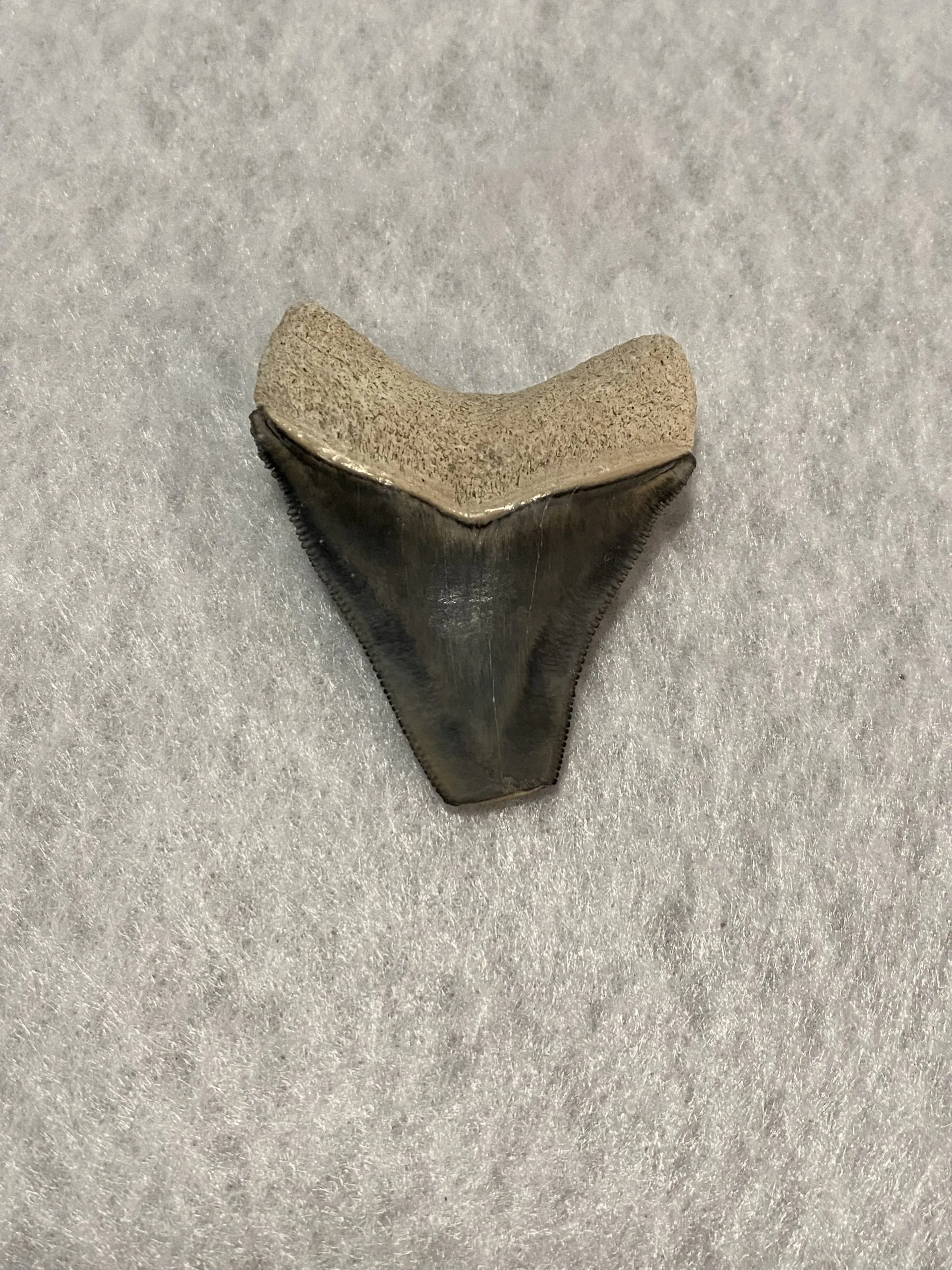 Megalodon Tooth, Bone Valley, Florida, 2.10 inch Prehistoric Online