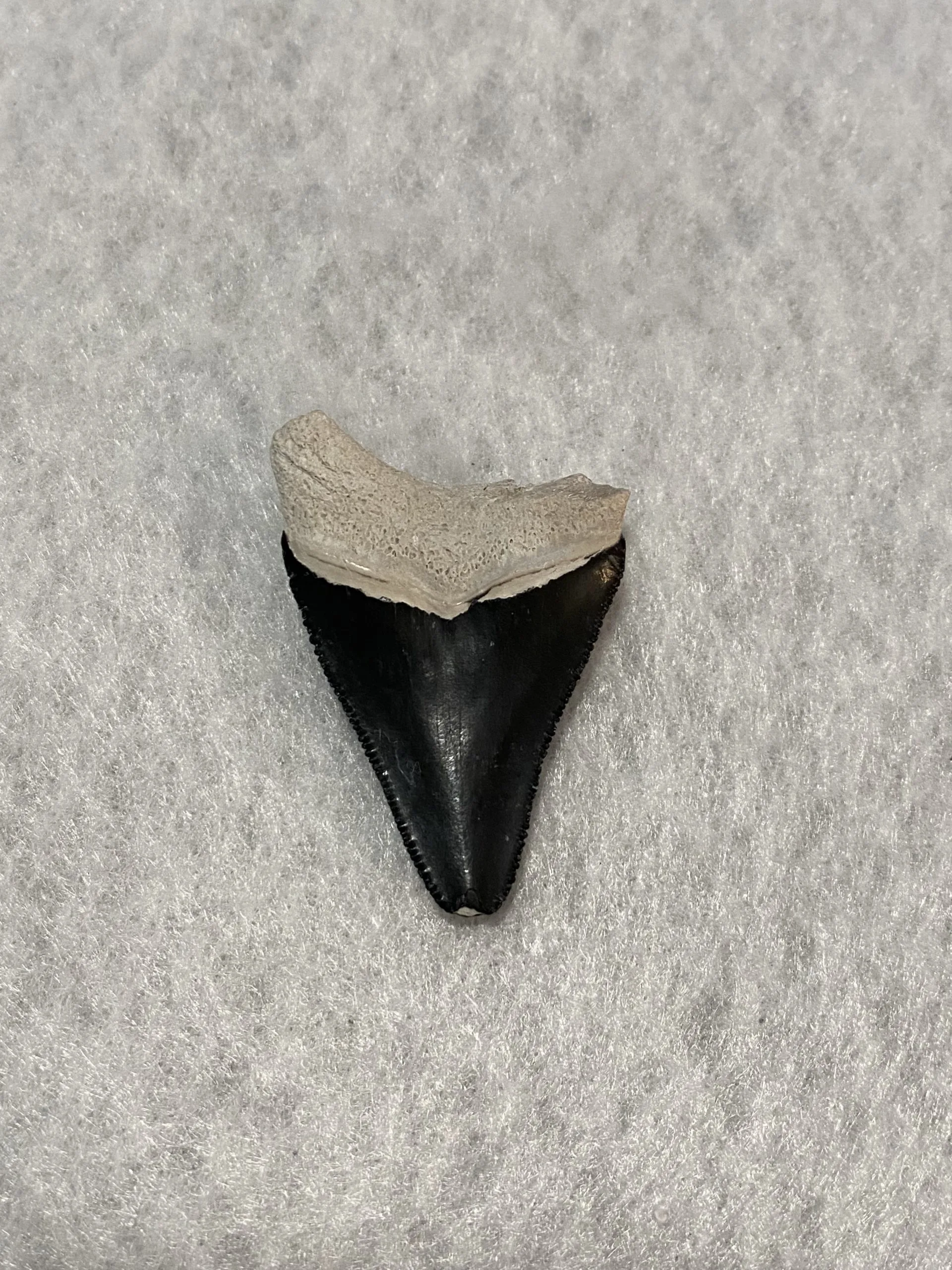 Megalodon Tooth  Bone Valley, Florida 2.00 inch Prehistoric Online