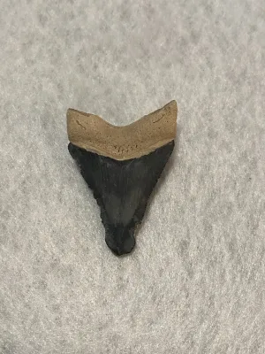 Megalodon Tooth  Bone Valley, Florida 2.18 inch Prehistoric Online