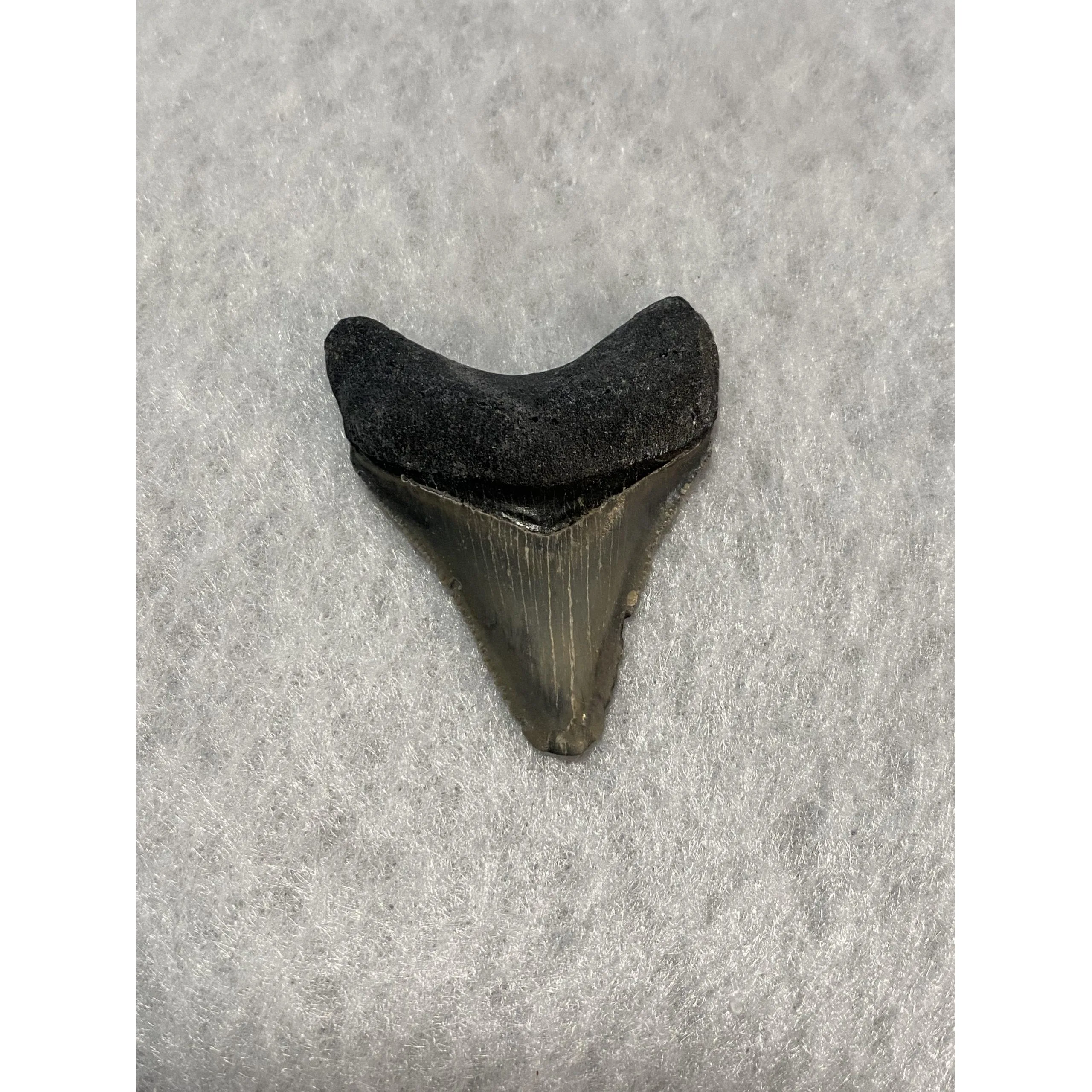 Megalodon Tooth, Bone Valley, Florida, 1.80 inch Prehistoric Online
