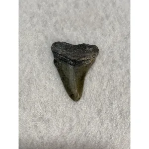 Megalodon Tooth  Bone Valley, Florida 1.96 inch Prehistoric Online