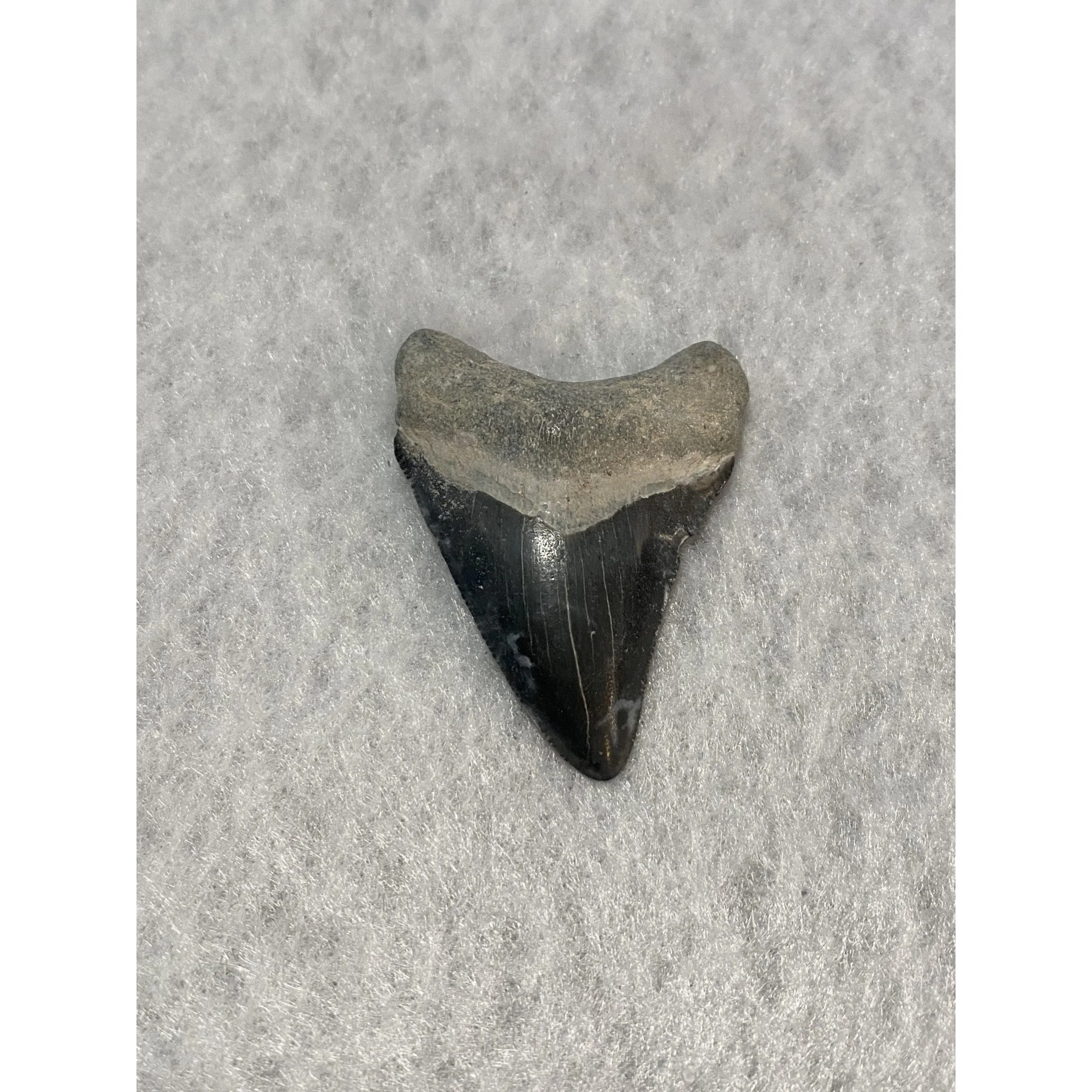 Megalodon Tooth  Bone Valley, Florida 2.16 inch Prehistoric Online