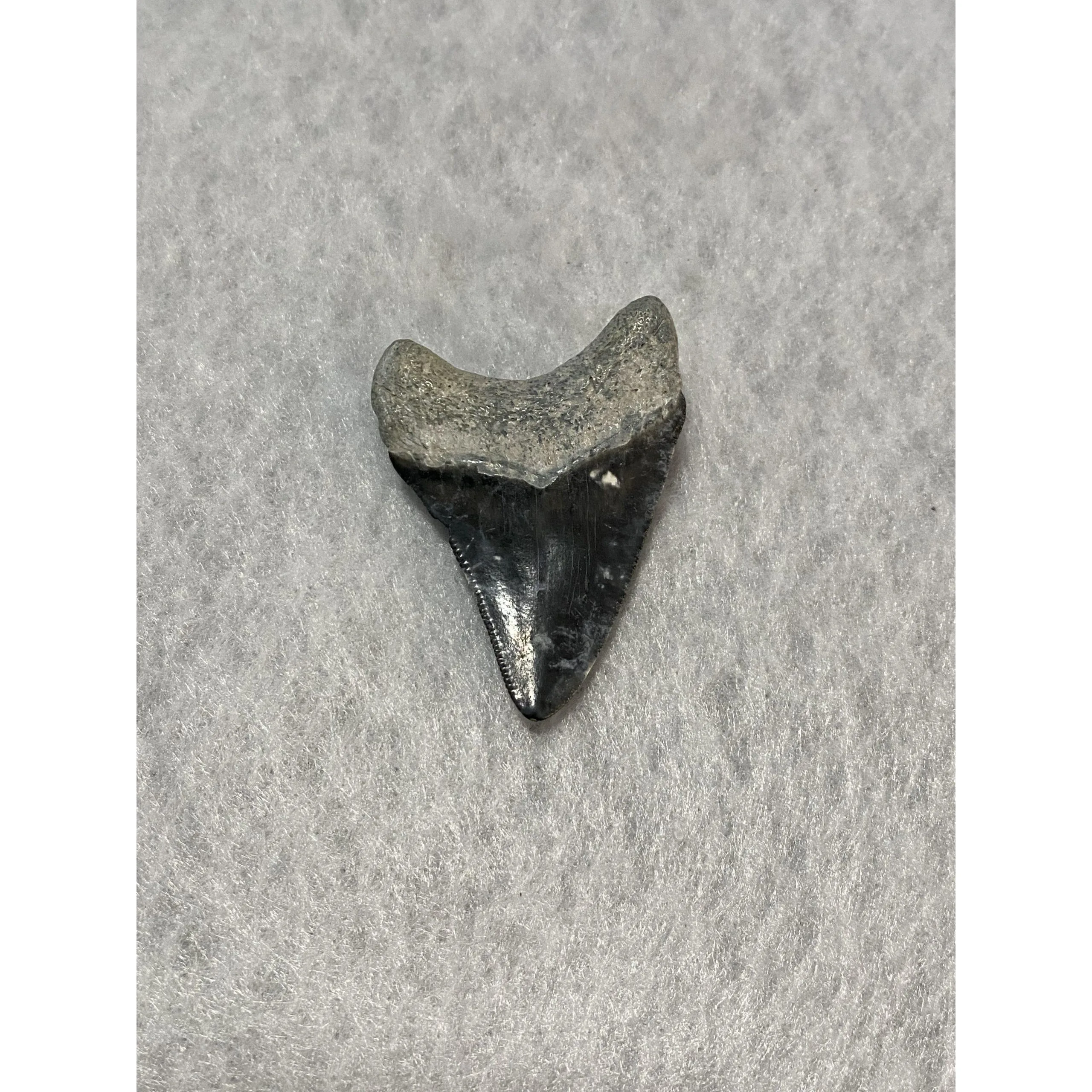 Megalodon Tooth  Bone Valley, Florida 2.16 inch Prehistoric Online