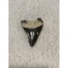 Megalodon Tooth, Bone Valley, Florida, 2.20 inch Prehistoric Online