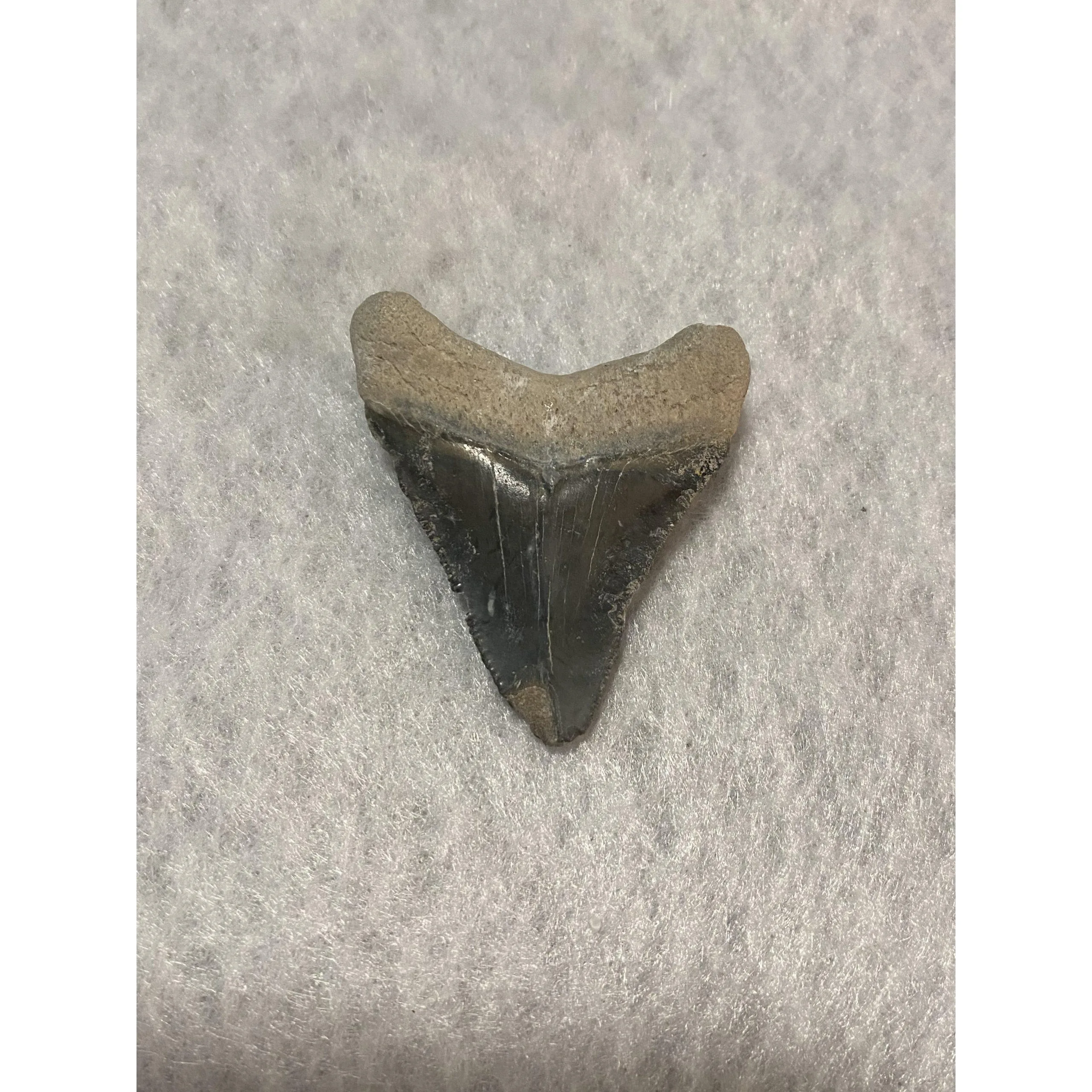Megalodon Tooth, Bone Valley, Florida, 1.86 inch Prehistoric Online