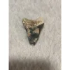 Megalodon Tooth, Bone Valley, Florida, 1.19 inch Prehistoric Online