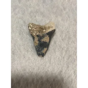 Megalodon Tooth  Bone Valley, Florida 1.19 inch Prehistoric Online