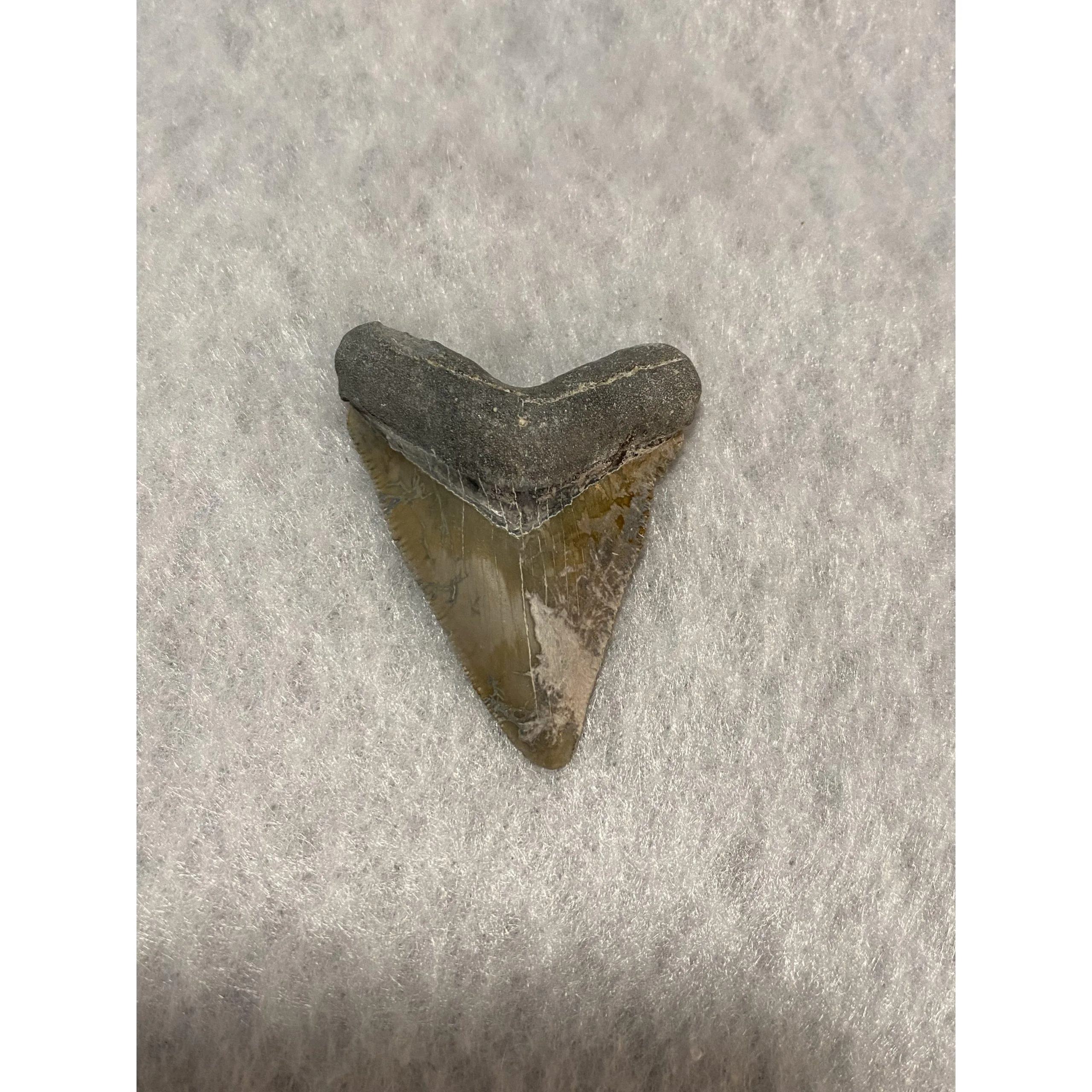 Megalodon Tooth, Bone Valley, Florida, 1.85 inch Prehistoric Online