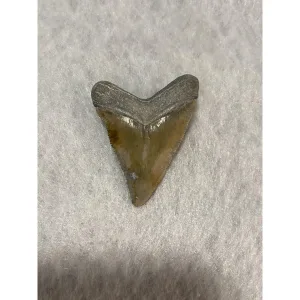Megalodon Tooth  Bone Valley, Florida 1.85 inch Prehistoric Online