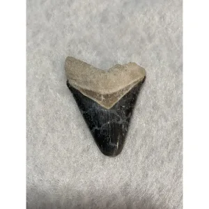 Megalodon Tooth  Bone Valley, Florida 2.25 inch Prehistoric Online