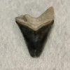 Megalodon Tooth, Bone Valley, Florida, 2.25 inch Prehistoric Online
