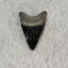 Megalodon Tooth  Bone Valley, Florida 1.95 inch Prehistoric Online