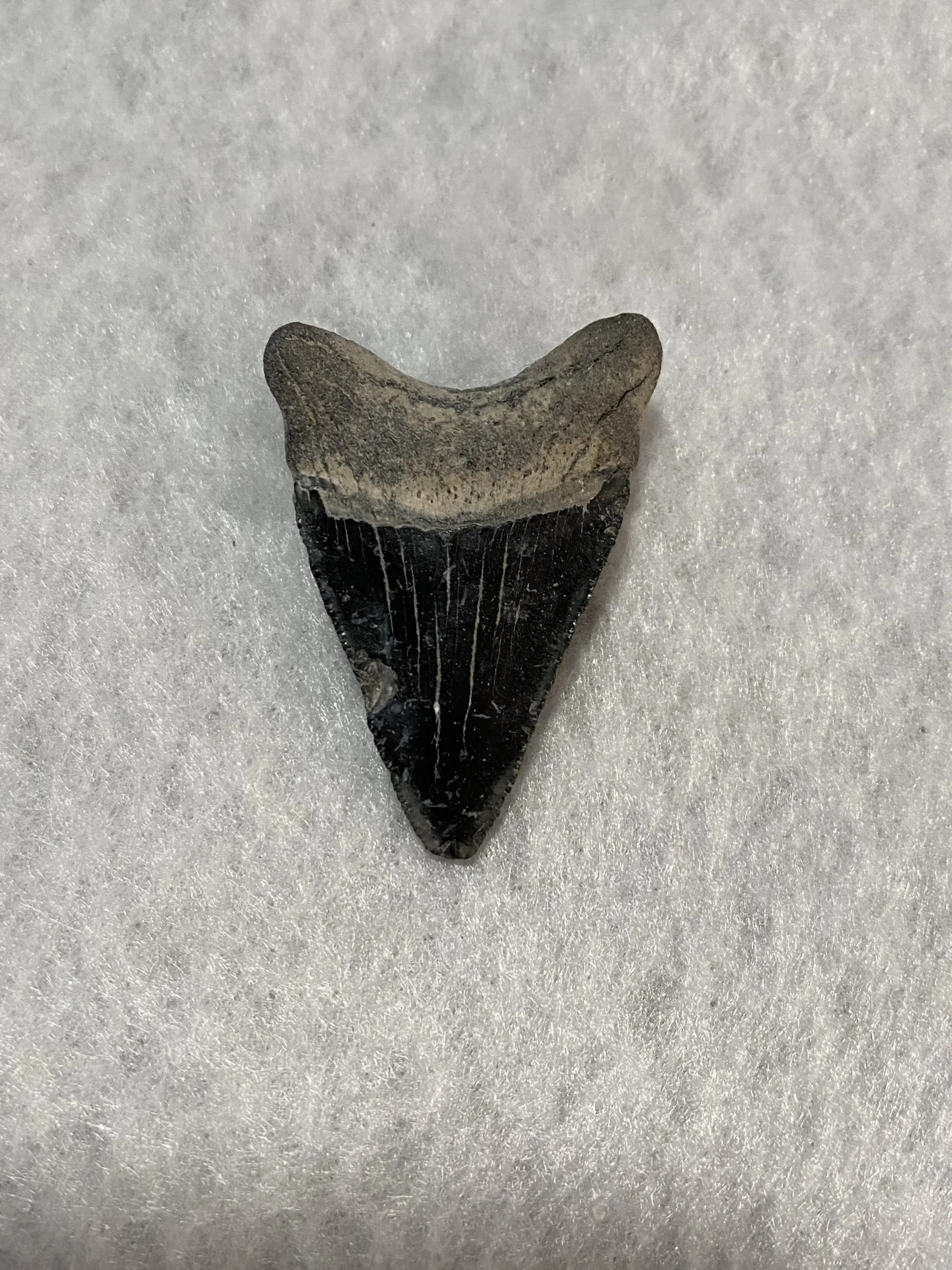 Megalodon Tooth, Bone Valley, Florida, 1.95 inch Prehistoric Online