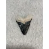 Megalodon Tooth  Bone Valley, Florida 1.85 inch Prehistoric Online