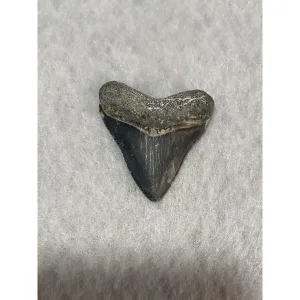 Megalodon Tooth  Bone Valley, Florida 1.77 inch Prehistoric Online