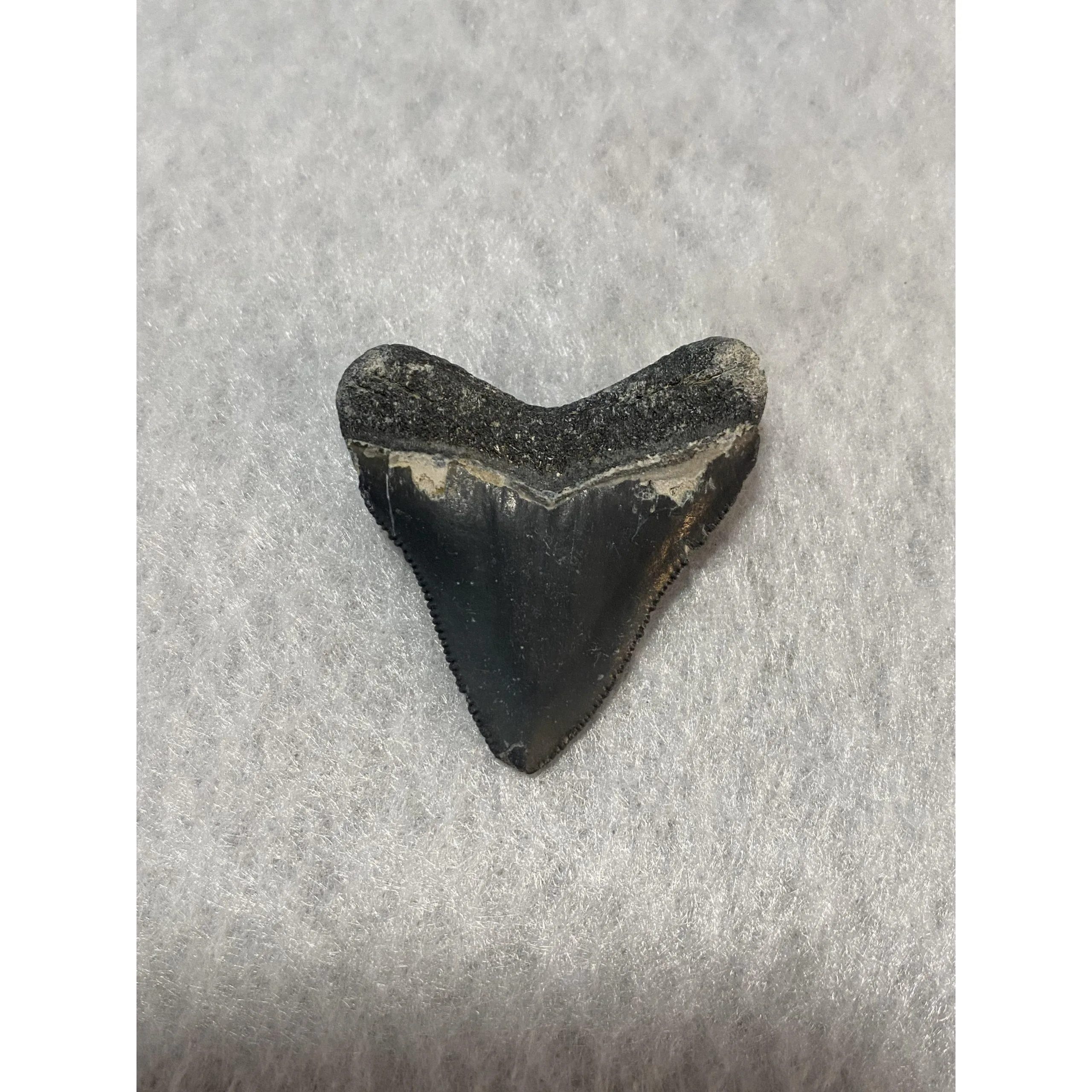 Megalodon Tooth  Bone Valley, Florida 1.77 inch Prehistoric Online