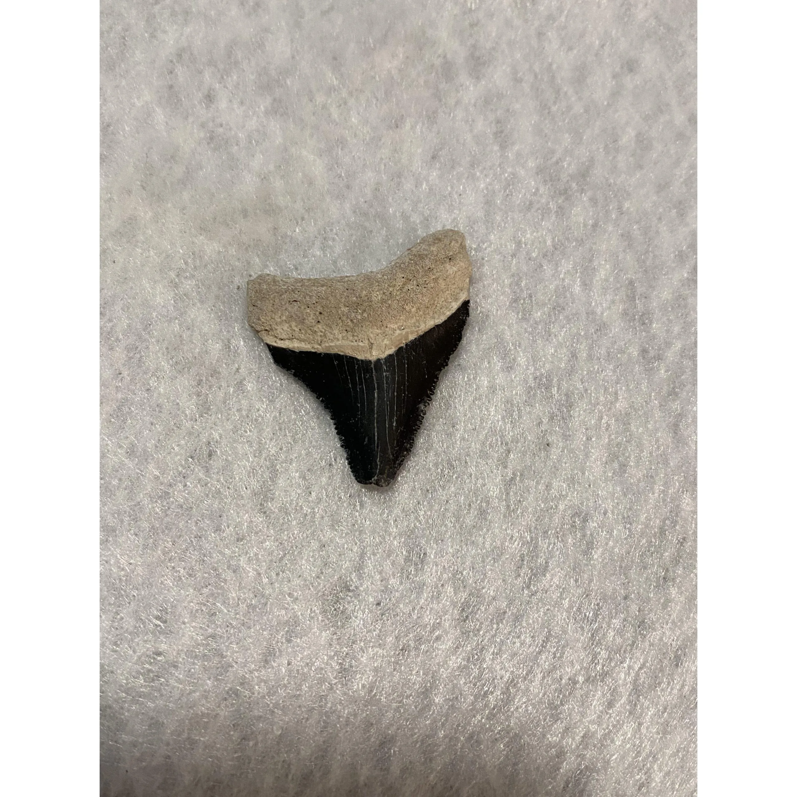 Megalodon Tooth, Bone Valley, Florida, 1.53 inch Prehistoric Online