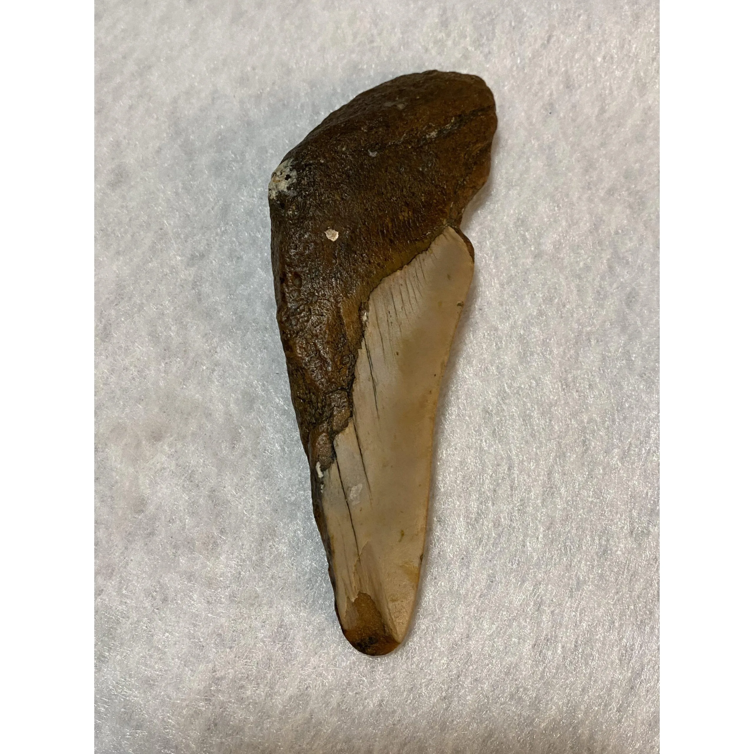 Megalodon Partial Tooth, South Carolina, 4.92 inch Prehistoric Online
