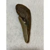 Megalodon Partial Tooth  South Carolina 4.92 inch Prehistoric Online