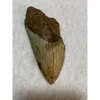 Megalodon Partial Tooth  South Carolina 4.70 inch Prehistoric Online