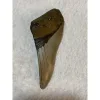 Megalodon Partial Tooth  South Carolina 4.95 inch Prehistoric Online