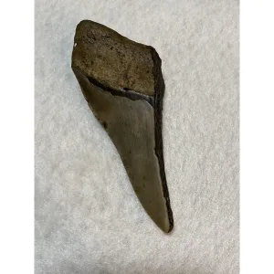 Megalodon Partial Tooth  South Carolina 4.95 inch Prehistoric Online